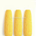 Corn rapide sur le COB